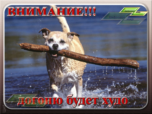 Внимание! Догоню будет худо Внимание! Догоню будет худо