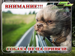 Внимание! Собака не на привязи
