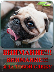 Внимание, внимание - я за тобой слежу!