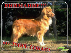 Внимание, во дворе собака!