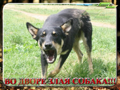 Во дворе злая собака!